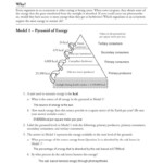 3 3 Energy Flow In Ecosystems Worksheet Answer Key Dmodesignstudio