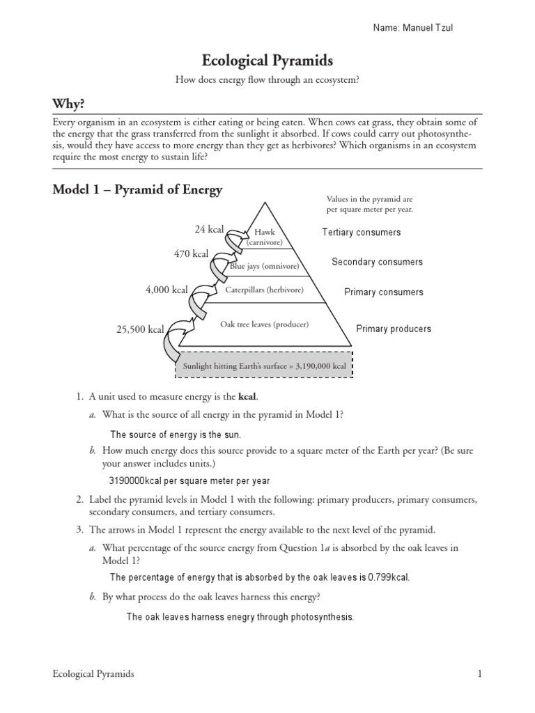 3 3 Energy Flow In Ecosystems Worksheet Answer Key Dmodesignstudio