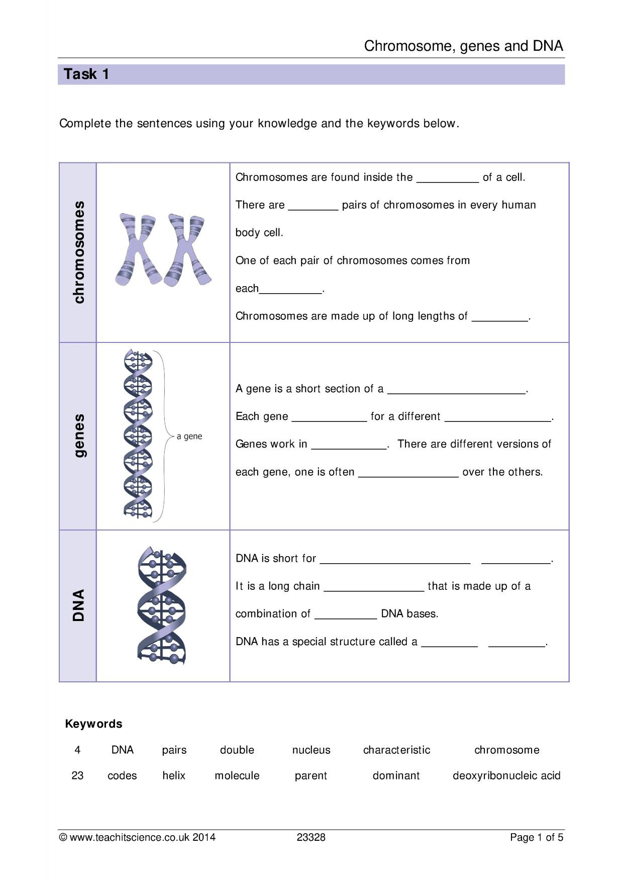 cell-reproduction-skills-worksheet-answers-skillsworksheets