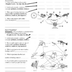 3322472e4af0907169a96b548f1d9fff jpg 1275 1650 Food Web Worksheet