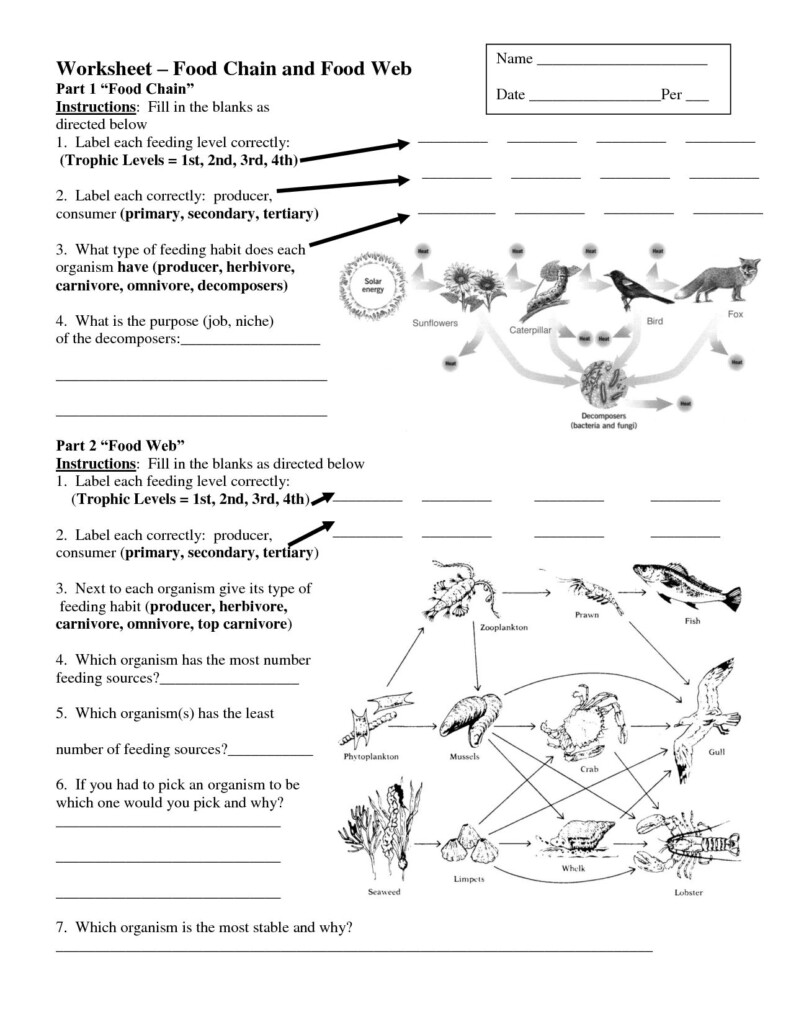 3322472e4af0907169a96b548f1d9fff jpg 1275 1650 Food Web Worksheet 