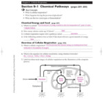 Cellular Respiration Overview Worksheet Chapter 7 Answer Key