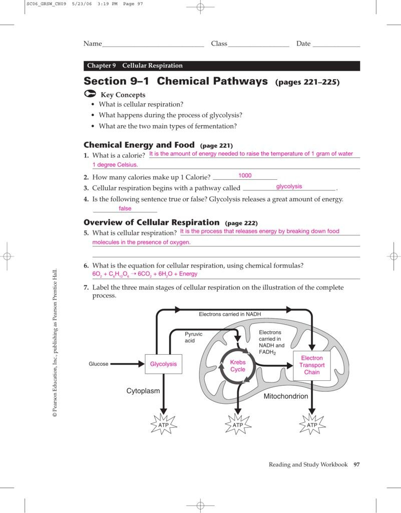 Cellular Respiration Overview Worksheet Chapter 7 Answer Key