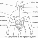 Digestive System Coloring Sheet Coloring Pages Diagram Design Free