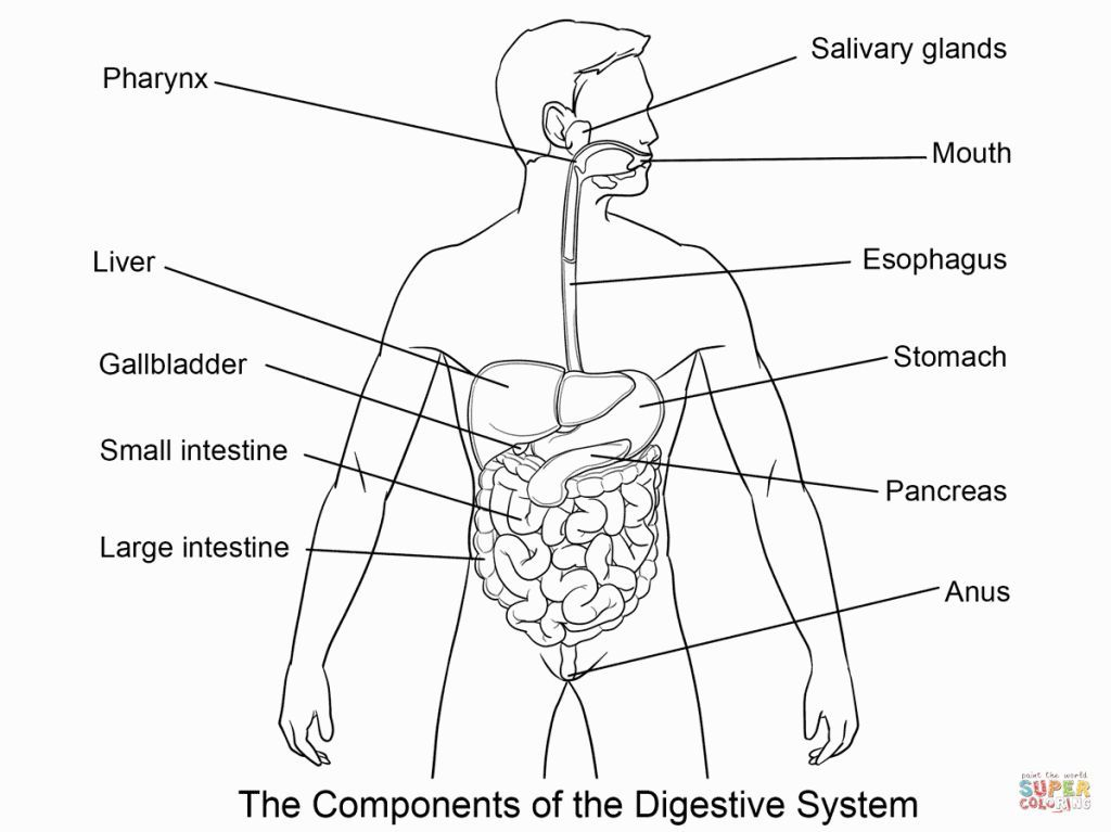 Digestive System Coloring Sheet Coloring Pages Diagram Design Free 