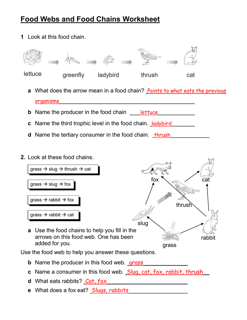 Food Web Worksheet Answer Key Promotiontablecovers