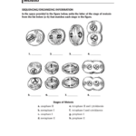 Meiosis Skills WS