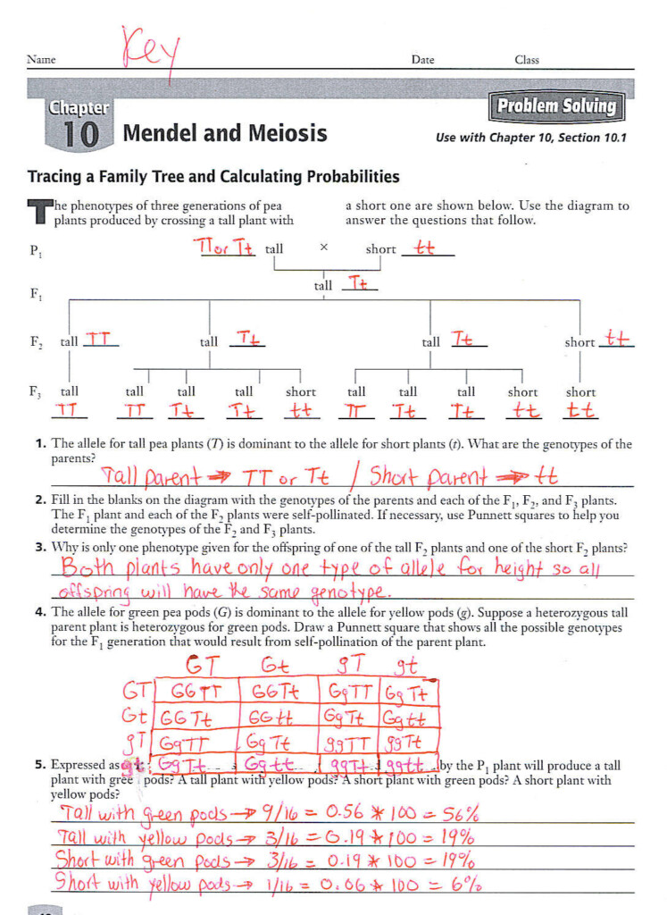 Worksheet Mendel And Meiosis Worksheet Answers Worksheet Fun 
