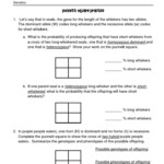 10 Best Printable Punnett Square Worksheets
