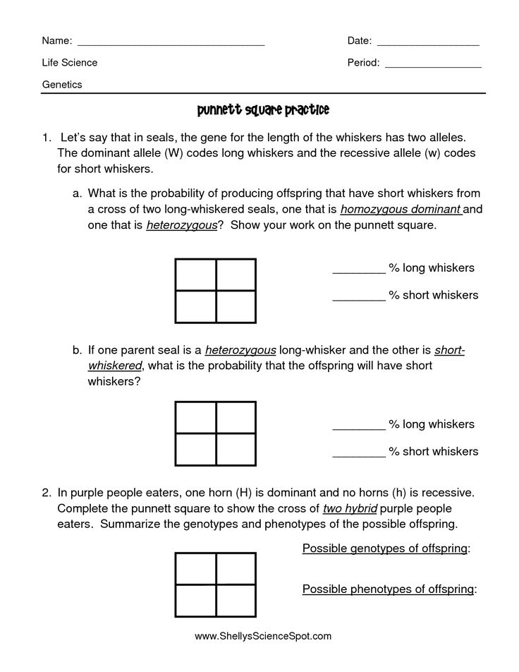 10 Best Printable Punnett Square Worksheets