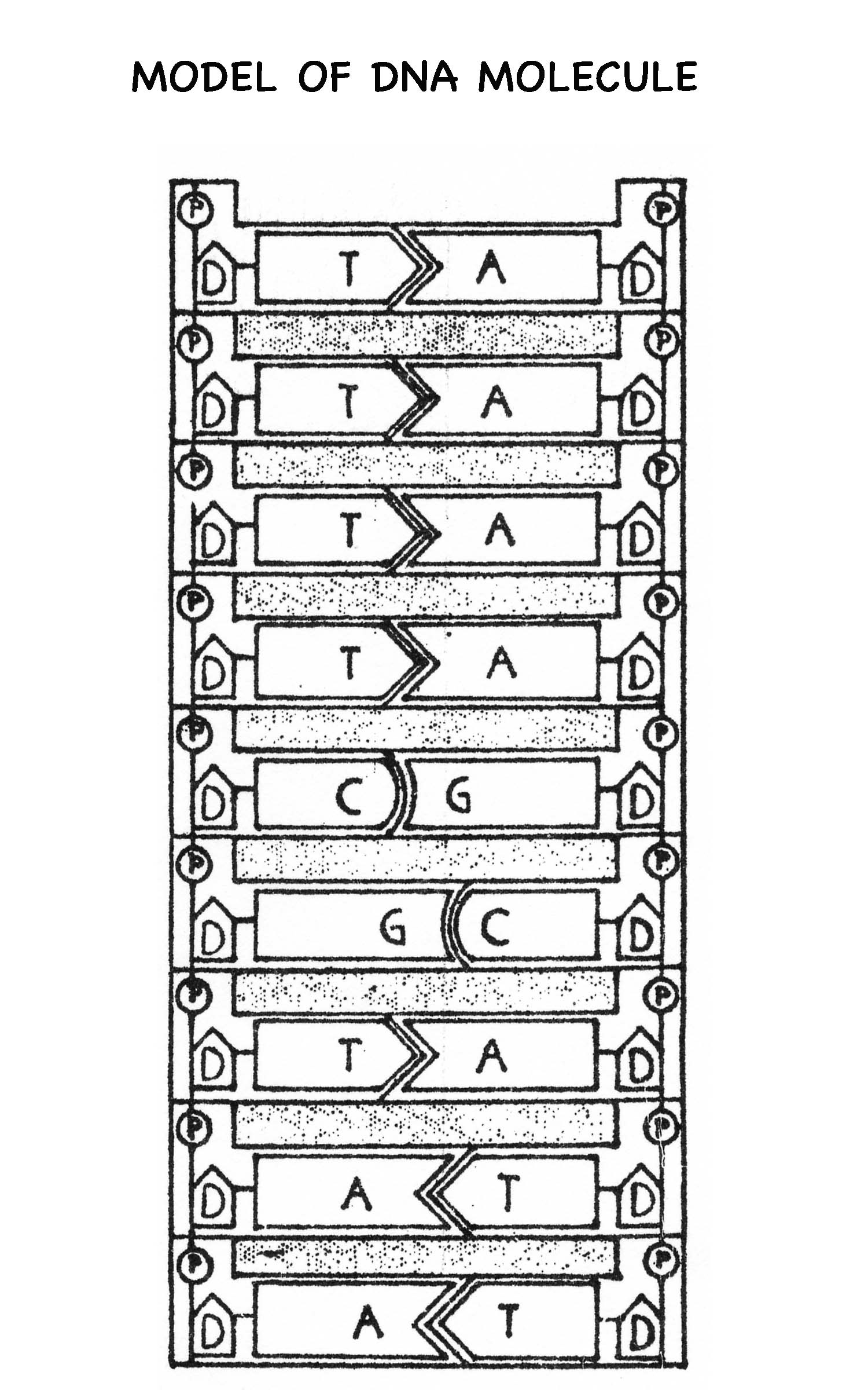 15 12 2 The Structure Of DNA Worksheet Answers Worksheeto