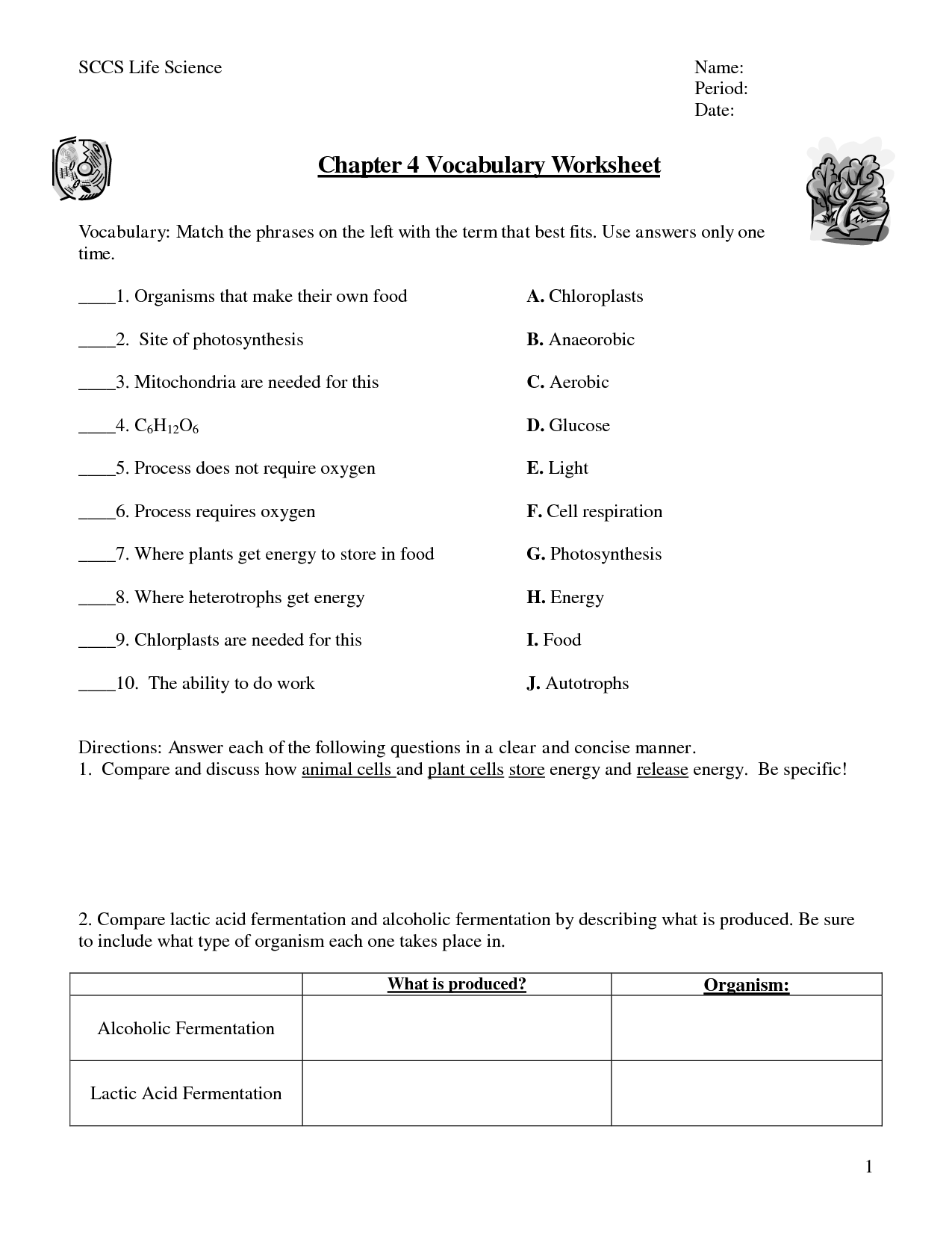 17 Cellular Respiration Review Worksheet Worksheeto