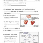 20 Homeostasis Worksheet High School Worksheet From Home