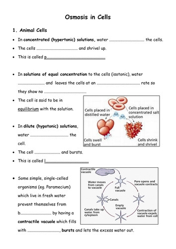 20 Homeostasis Worksheet High School Worksheet From Home