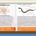 38 Homeostasis And Cell Transport Skills Worksheet Answers Worksheet