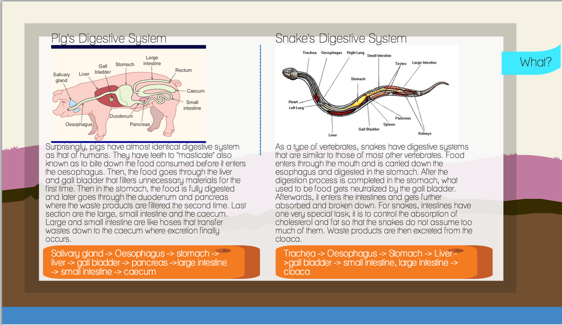 38 Homeostasis And Cell Transport Skills Worksheet Answers Worksheet