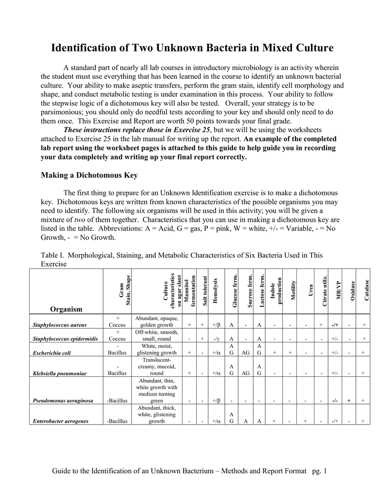 Bacterial Identification Lab Worksheet Key Worksheet List
