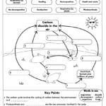 Biology Worksheets For Kids Kidsworksheetfun