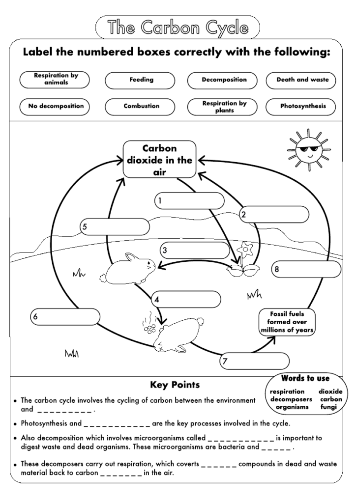 Biology Worksheets For Kids Kidsworksheetfun