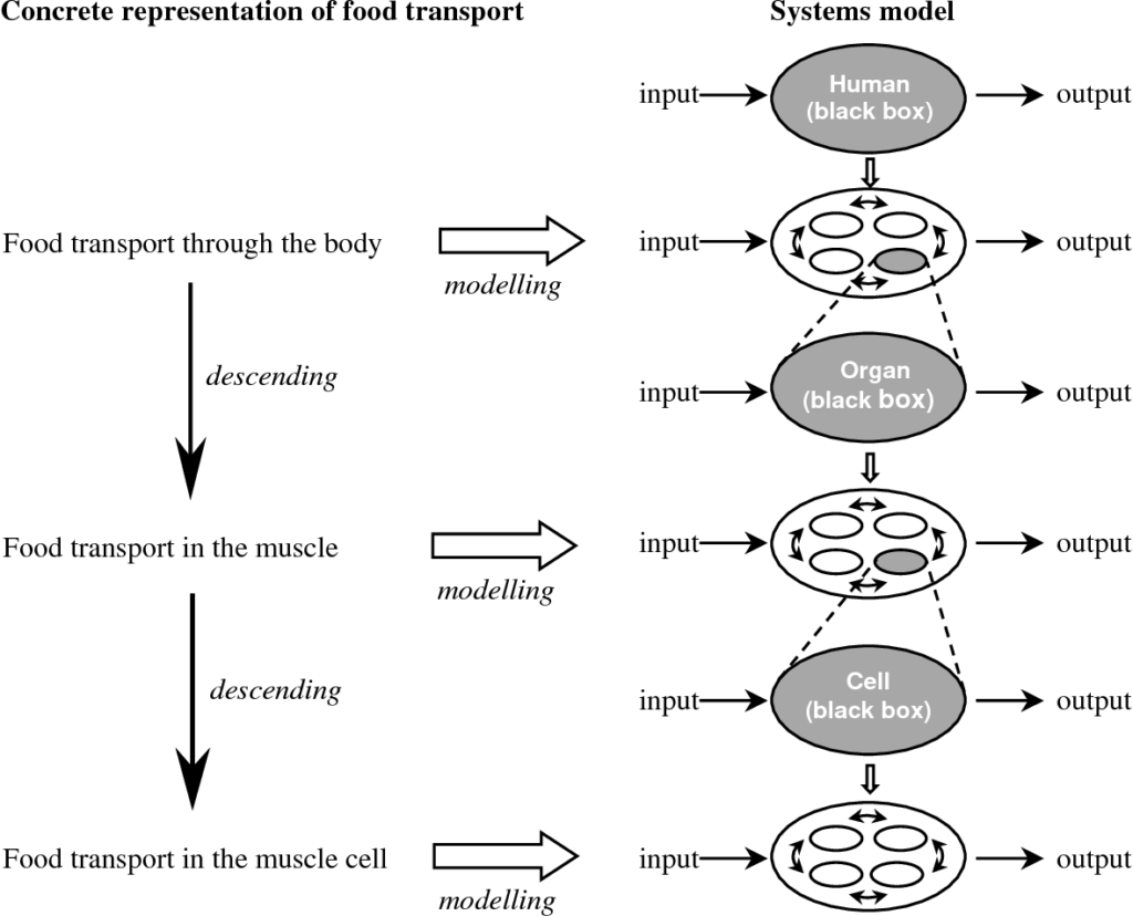 Cell Homeostasis Virtual Lab Journal Answer Key My PDF Collection 2021