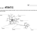 Day Three Skyview Neurotransmitters And Drugs NW NOGGIN