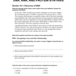 Directed Reading Worksheet With Answer Key Holt Biology Law Worksheet
