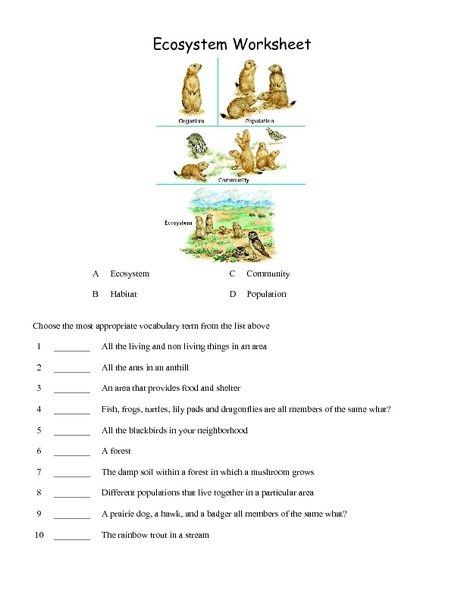 Ecosystem Vocabulary Worksheet Lesson Planet Ecosystems Vocabulary