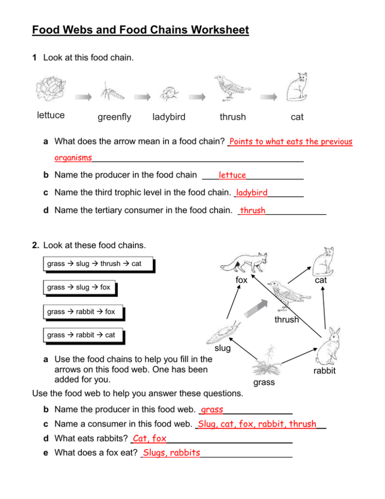 Food Webs And Food Chains Worksheet Excelguider