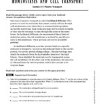 Homeostasis And Cell Transport Skills Worksheet Answers Ivuyteq