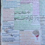 Homeostasis Reading Worksheet