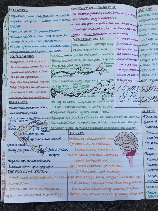 Homeostasis Reading Worksheet