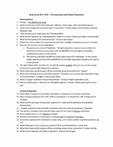 Meiosis Review Worksheet Answer Key Icon PNG SkillsWorksheets com Meiosis Review Worksheet Answer Key Icon PNG SkillsWorksheets com