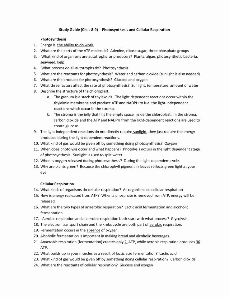 Meiosis Review Worksheet Answer Key Icon PNG - SkillsWorksheets.com