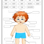 My Body Worksheet For Grade 2 Pdf Thekidsworksheet