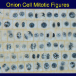 Cell Reproduction MR SERSHON S BIOLOGY