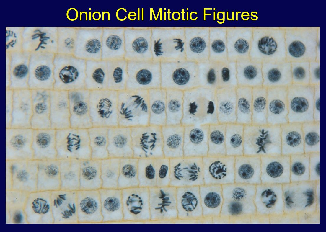 Cell Reproduction MR SERSHON S BIOLOGY