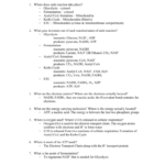Cellular Respiration Answers