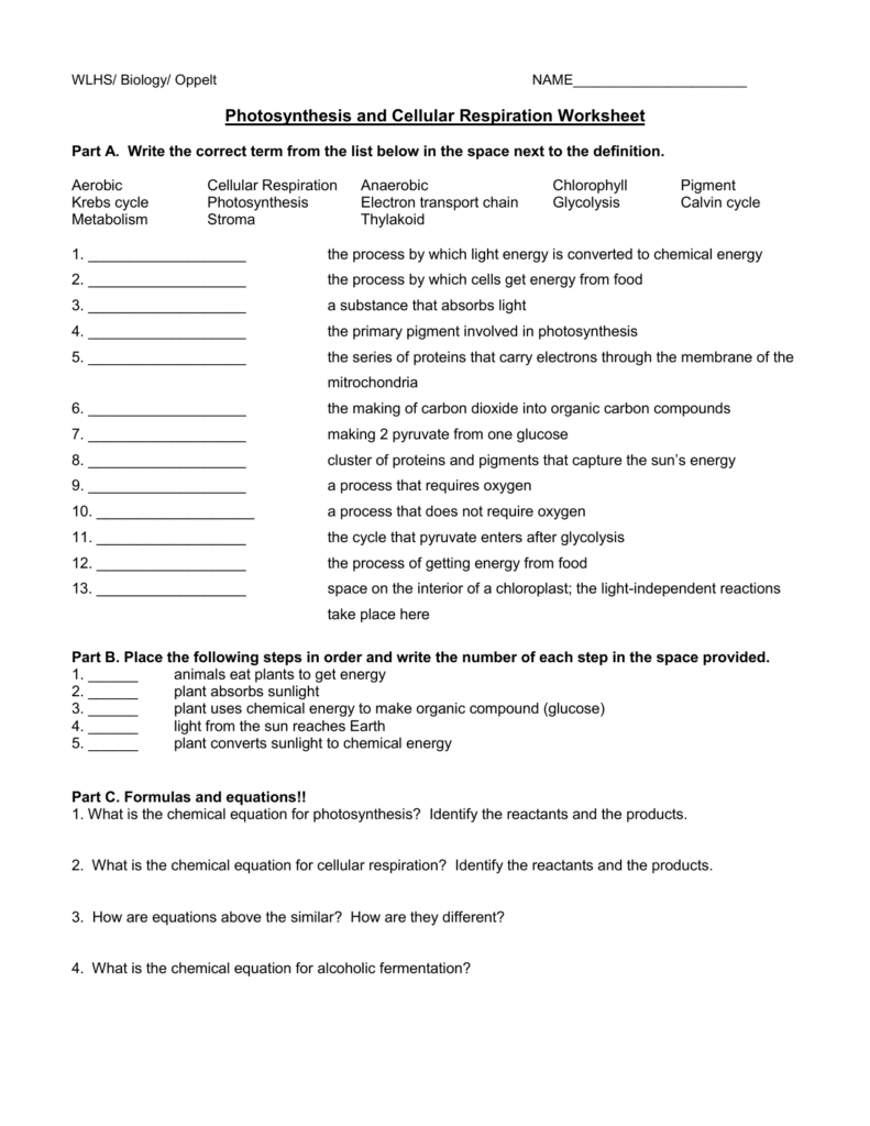 Cellular Respiration Skills Worksheet Answer Key Handmadely