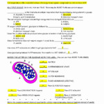Cellular Respiration Worksheet Answer Key Elegant Cellular Respiration