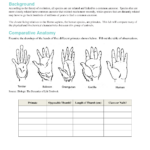 Comparing Anatomy And Embryology Worksheet Answers Anatomy Worksheets