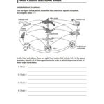 Food Chain Worksheet Answers Db excel
