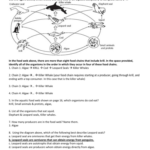 Food Chains And Food Webs Skills Worksheet Answers Db excel