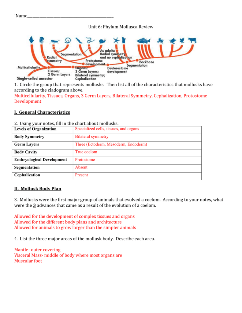 Mollusks Worksheet 1 Answer Key Ivuyteq