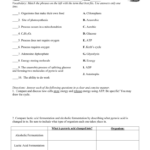 Photosynthesis Cellular Respiration Worksheet