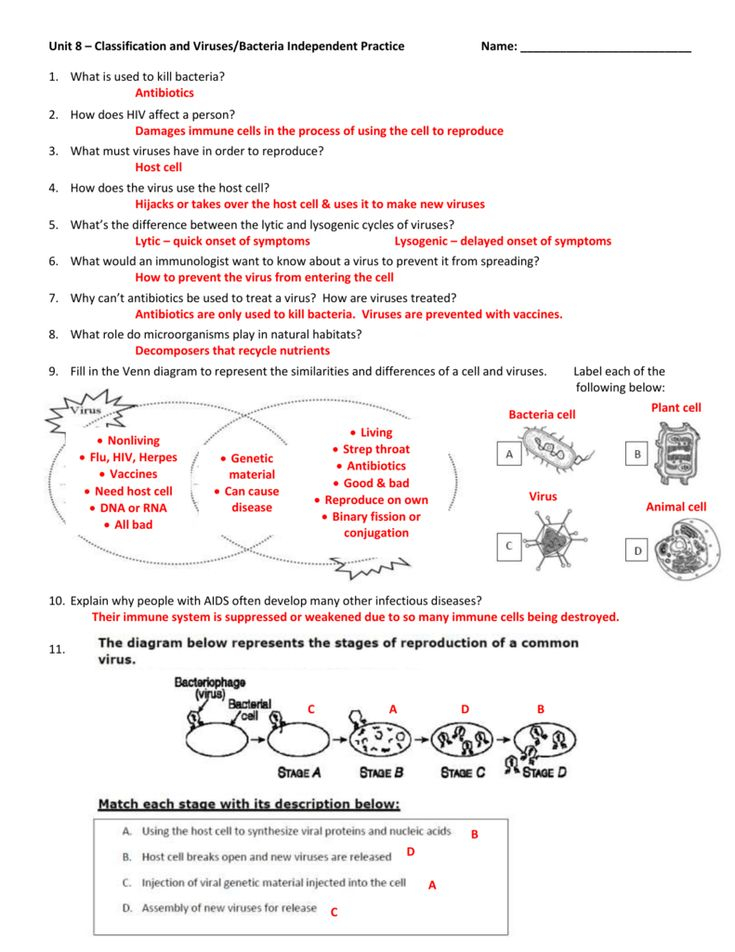 Prokaryotes Bacteria Worksheet Answers