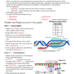 Stratton Lorraine DNA RNA Protein Synthesis Keys Biology