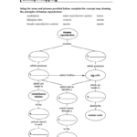 Biology Evolution Concept Mapping Answer Key Skills Worksheet Holt Bio