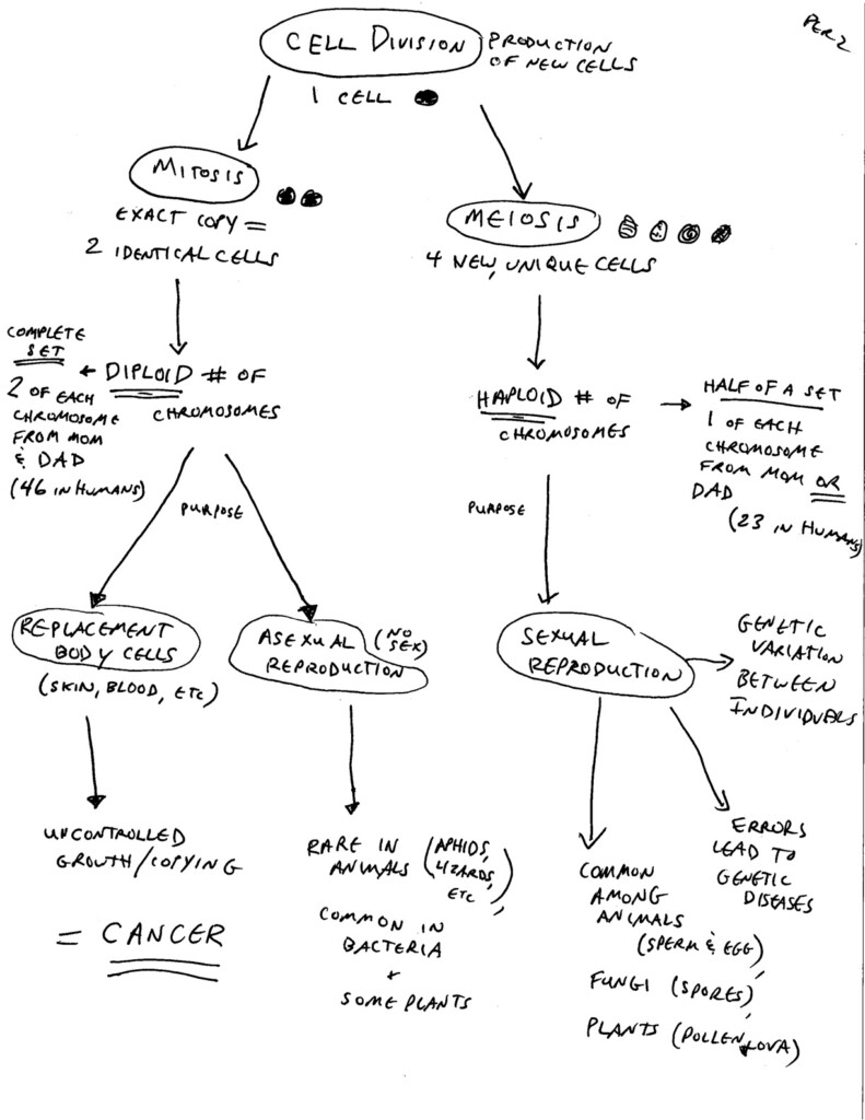 Cell Concept Map Worksheet Answers