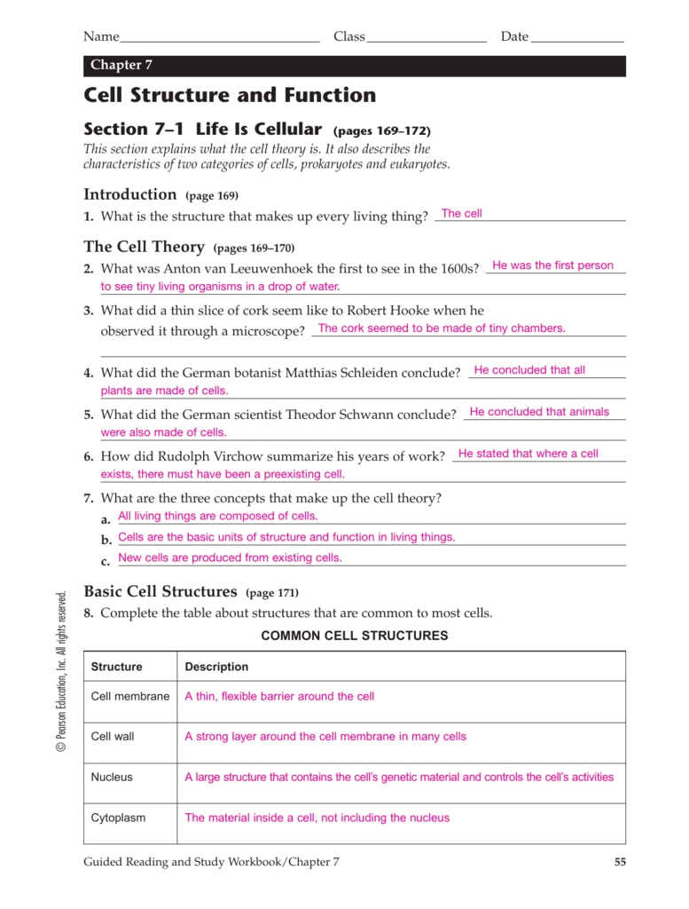 Cell Structure And Function Worksheet Answers