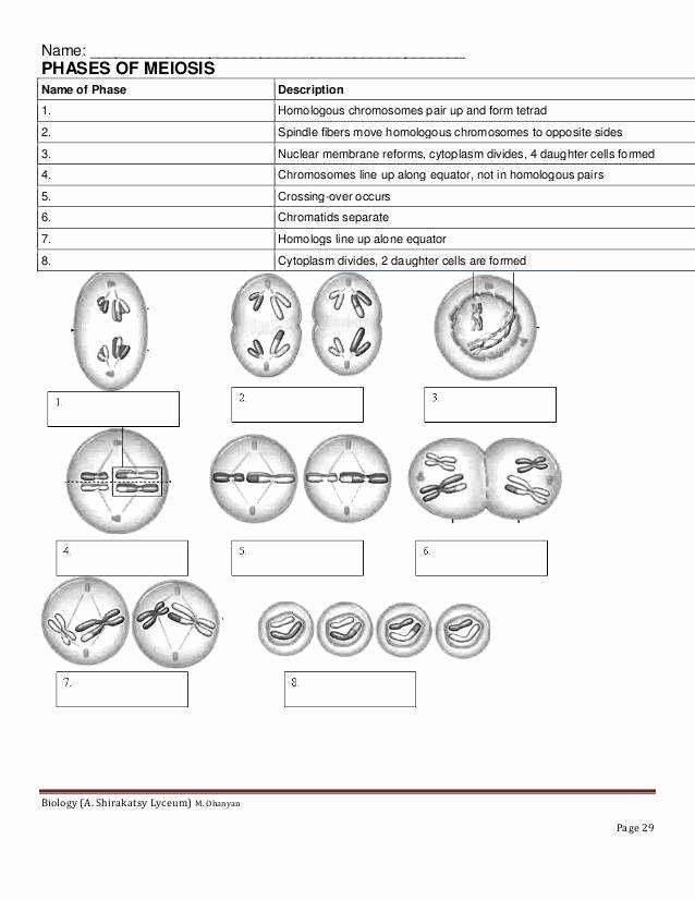 Meiosis Reading Worksheet Answers